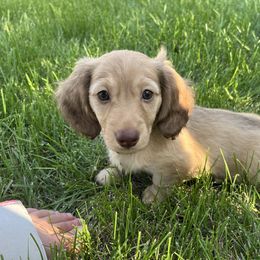 Nugget - Cream male Dachshund puppy in Sterling, Colorado from Country Chics Doxies