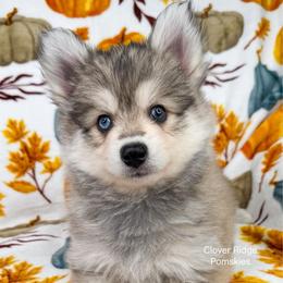 Paterson - Silver and white male Pomsky puppy in Sheffield, Iowa from Clover Ridge Pomskies