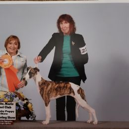 Whippet Puppies from Clarriott Whippets