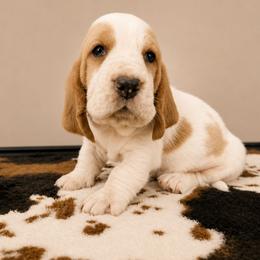 Aurora - Red and white female Basset Hound puppy in Denison, Texas from Emma Lou's Baby Bassets