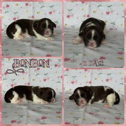 Bonbon - Liver and white female Shih Tzu puppy in Yelm, Washington from Lala's All Star Shih Tzu