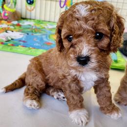 Cavapoo and Cockapoo Puppies from Benji’s Cockapoos