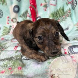 Dachshund Puppies from CSW Dachshunds