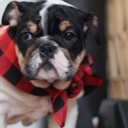 Bulldogs from The Fatty Pack Bulldogs llc