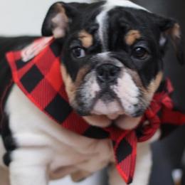 Bulldogs from The Fatty Pack Bulldogs llc