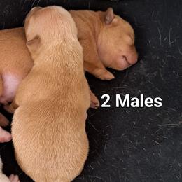 Chihuahua Puppies from Restoration Pups /Penni