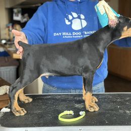 Doberman Pinscher Puppies from Day Hill Dobermans