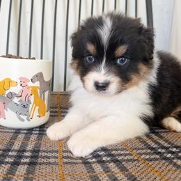 Chai - Black tri-color female Australian Shepherd puppy in Kearney, Nebraska from Helix Aussies