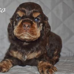 Espresso - Brown and tan male Cocker Spaniel puppy in Myerstown, Pennsylvania from The Cocker Cingdom