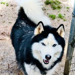 Rocket - Siberian Husky