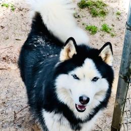 Rocket - Siberian Husky