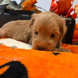 Otto (Blue collar) - Wheaten male Miniature Schnauzer puppy in Hemet, California from Journee Home Mini Schnauzers