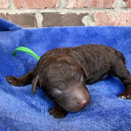 Green Collar - Brown male Poodle puppy in Huntsville, Alabama from Flint River Poodles