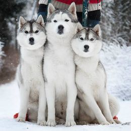 Siberian Huskies from Trillium Blue Siberians