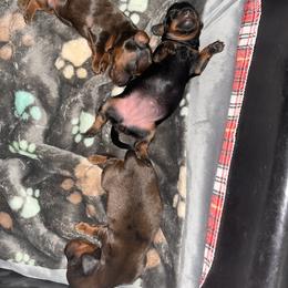 Poodle Puppies from TMJ Dachshunds & More