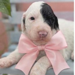 Suzie - Black and white female Sheepadoodle puppy in Willacoochee, Georgia from Kitandkboodle's Doodles