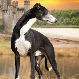 Knight - Whippet