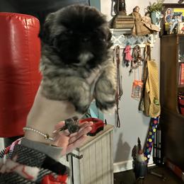 Shih Tzu Puppies from Steps Preppy Pups