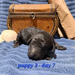 Onyx - Phantom male Poodle puppy in Elk, Washington from Nothing better than Standard poodles