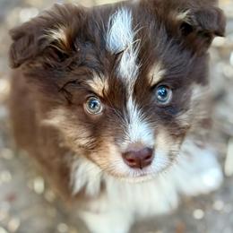 Knox - Red tri male Miniature Australian Shepherd puppy in Patterson, North Carolina from DreamLine Aussies