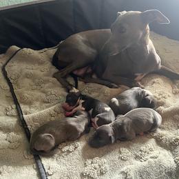 Italian Greyhound puppies from Fisher Link