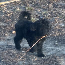 Vixee - Black female Goldendoodle puppy in Indian Mound, Tennessee from Dana Walters