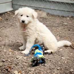 German Shepherd and White Shepherd Puppies from Scenic Creek German Shepherds