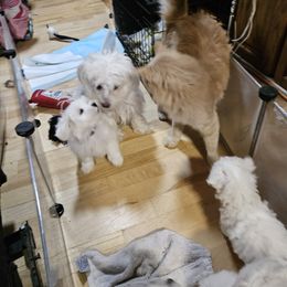 Maltese Puppies from Emotional Amor Support