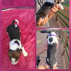 Girl 4 - female Basset Hound puppy in Bunnell, Florida from The Rocks Bassets