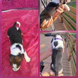 Girl 4 - female Basset Hound puppy in Bunnell, Florida from The Rocks Bassets