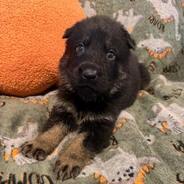Juno - No Collar...Red Collar - Bi-color male German Shepherd puppy in Davenport, Florida from Pray Love Shepherd Kennels