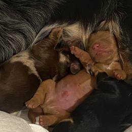 Biscuit - Cream male Dachshund puppy in Castle Rock, Colorado from Dachsunds of Denver