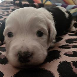 Kabob - Black tri-color male Aussiedoodle puppy in Bakersfield, California from Puppy by Design