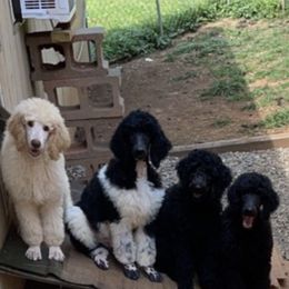 Poodle Puppies from Tails Up Standard Poodles