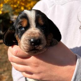 Male 1 - Black brown and white male Basset Hound puppy in Lindley, New York from Hill Top Basset Hounds & Cane Corso