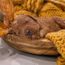 Boy 2 - male Goldendoodle puppy in Iola, Texas from Supreme Doodles of Texas