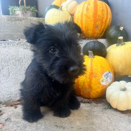 Mr. Chill - Black brindle male Scottish Terrier puppy in Chattanooga, Tennessee from Oodles of Cuties!