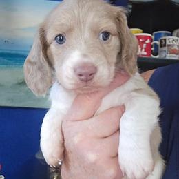 Isabella based cream dapple piebald - Fawn (Isabella) male Dachshund puppy in Port Charlotte, Florida from Vicki's Dachshund Crossing