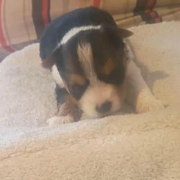 Jen - Parti female Yorkshire Terrier puppy in Jacksonville, Arkansas from Royal Yorkie Terrier