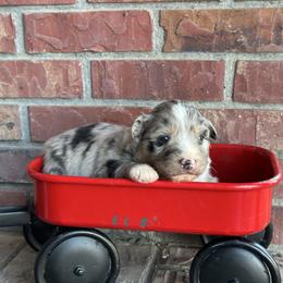 BMF - Blue merle female Australian Shepherd puppy in Lexington, Nebraska from Osborne's Aussies