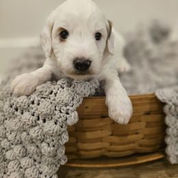 Vanilla Bean - Parti male Goldendoodle puppy in Fordland, Missouri from K&K's Puppy Kingdom
