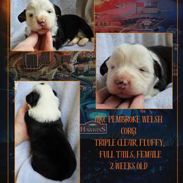 Eleven - Black and white female American Corgi puppy in Mansfield, Ohio from Moonrise corgis