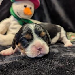Jane - Tri-color female Cavalier King Charles Spaniel puppy in Placerville, California from Quartz Mountain Doodles