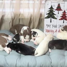 Ember - Red and white female Siberian Husky puppy in Atlanta, Georgia from Lobban Huskies