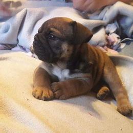 Bulldog and French Bulldog Puppies from Southern Standard Bulldogs
