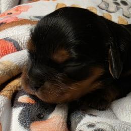 Johnny - Black and tan male Cavalier King Charles Spaniel puppy in Wapello, Iowa from Willow Rayne shelties and more