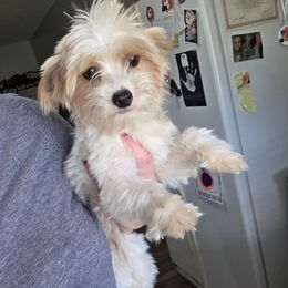 Teddy - Yorkshire Terrier