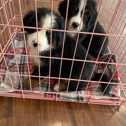 Bernese Mountain Dog Puppies from Willow Tree Berners