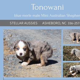 Tonowani - Blue merle male Miniature Australian Shepherd puppy in Asheboro, North Carolina from Stellar Aussies