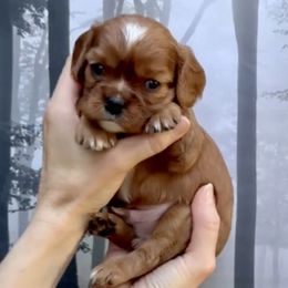 Romeo - Ruby male Cavalier King Charles Spaniel puppy in Oklahoma City, Oklahoma from Souther's Treasured Cavaliers